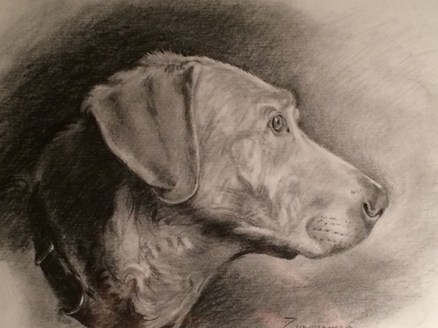 Portraits of Pets